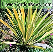 Furcraea foetida 'Mediopicta', Mauritius Hanf, Giant Cabuya, Grüne Aloe, Furcraea gigantea 'Variegata', Riesige Falsche Agave, Varieté Malagache Aloe, Veränderliche Sukkulente, Trockenheitstolerante Pflanze