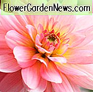 Dahlia 'Gerrie Hoeke', 'Gerrie Hoeke' Dahlie, Seerose Dahlien, Waterlily Dahlien, rosa Dahlien, Dahlienknollen, Dahlien, Dahlien, Dahlien, Sommerzwiebeln