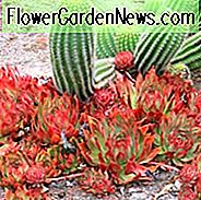 Echeveria agavoides