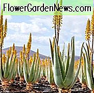 Aloe barbadensis, Barbadosas Aloe, Aloe vera, Aloe perfoliata, Curaçao Aloe, Bitter Aloes, geltonos gėlės, sukulentai, alos, sausros tolerancijos augalai