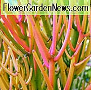 Euphorbia tirucalli