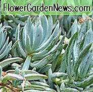 Senecio mandraliscae, mėlynosios kreidos lazdelės, mėlynos kreidos lazdelės, mėlynos Senecio, Kleinia mandraliscae, Senecio talinoidų var. Mandraliscae, Blue succulent, Blue groundcover, Groundcover succulent