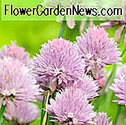 Allium Schoenoprasum, Gräslök, Civ, Lökgräs, Rosa Allium