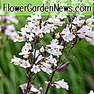 Penstemon Digitalis 'Husker Red', Bartfaden 'Husker Red', Bart Zunge 'Husker Red', Penstemon 'Husker Red', Weißer Penstemon, Weißer Bartfaden, Weißer Bart Zunge