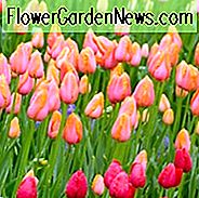 Tulipa 'Dordogne', Tulpe 'Dordogne', Single Spät Tulpe 'Dordogne', Single Late Tulpen, Frühlingszwiebeln, Frühlingsblumen, Pink Tulip, Orange Tulpe, Single Late Tulip, Französisch Tulip