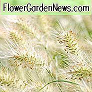 Pennisetum Villosum Informationen, Feathertop Gras Informationen, Fuchsschwanz Gras Informationen