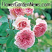 Rose 'James Galway', Auskristall, Rosa 'James Galway', Kletterrose 'James Galway', Dornlose Rosen, David Austin Rosen, Englische Rosen, Kletterrosen, Rosa Rosen, sehr duftende Rosen