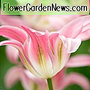 Tulipa 'Florosa', Tulpe 'Florosa', Viridiflora-Tulpe 'Florosa', Viridiflora-Tulpen, Frühlings-Birnen, Frühlings-Blumen, rosa Tulpen, Spätfrühlings-Tulpe, Spätjahreszeit Tulpe