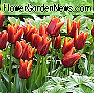 Tulpe 'Abu Hassan', Triumph Tulpe 'Abu Hassan', Triumph Tulpen, Frühlingsblumen, Frühlingsblumen, Tulipa 'Abu Hassan', Rote Tulpen, Zweifarbige Tulpe, Tulipes Triomphe, Mittlere Frühlingstulpen
