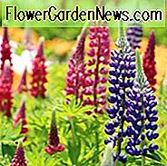 Lupinus 'Der Gouverneur', Lupin 'Der Gouverneur', Lupin 'Der Gouverneur', Band der Edlen Serie, Russel Hybriden, Bicolor Blumen, Blaue Blumen