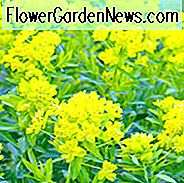 Euphorbia Palustris, Sumpf-Wolfsmilch, Sumpf-Wolfsmilch, Sumpf-Euphorbia, Gelbe Blüten, Trockenheitsresistente Staude, Hirschresistente mehrjährige, hasenresistente Staude