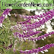 Salvia Leucantha, mexikanischer Busch Salbei, Herbst blühende Staude
