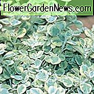 Helichrysum Petiolare, Süßholzpflanze, Lakritzpflanze, Silber-Lakritze, Helichrysum Petiolatum, Silber-Laub-Staude, Trockenheitsresistente Pflanze