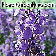 Nepeta Racemosa Blaues Wunder, Nepeta Blaues Wunder, Blaues Blauwunder, Nepeta x mussinii Blaues Wunder, Beste mehrjährige Pflanzen, hirtresistente mehrjährige, dürrebeständige mehrjährige Pflanze