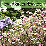 Erigeron karvinskianus, Mexikanische Gänseblümchen, Santa Barbara Daisy, tanzende Daisy, Seaside Daisy, mexikanische Fleabane, lateinamerikanische Fleabane, Erigeron Karvinskianus 'Bluetenmeer', Erigeron Karvinskianus 'Profusion', Erigeron Mucronatus, Erigeron 'Profusion', mediterrane Pflanzen