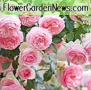 Rose 'Meiviolin', Kletterrose 'Meiviolin', Rosa 'Eden Rose' 88 ', Rosa' Eden Rose '85', Rosa 'Pierre de Ronsard', Rosa 'Eden Climber', Kletterhybride Rose 'Meiviolin', Rosa Rosen, Kletterrosen, duftende Rosen, Lieblingsrosen, AGM Rosen