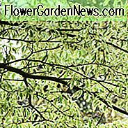 Cornus controversa
