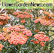 Achillea 'Walther Funcke', Schafgarbe 'Walther Funcke', 'Walther Funcke' Schafgarbe, Achillea Millefolium 'Walther Funcke', Achillea Millefolium, Schafgarbe, Schafgarbe, Sommer Staude, trockenheitsresistente Staude, orange Blüten, gelbe Blüten