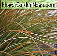 Carex Testacea, Neuseeland-Haar-Segge, orange Segge, dekorative Gräser, dekoratives Gras, dekorative Gräser, Gräser, mehrjährige Gräser