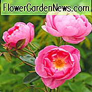 Rose 'Skylark', Rosa 'Skylark', Engelska Rose 'Skylark', David Austin Rosor, Bushrosor, Rosa Rosor, Århus Rosor, Bästa Rosa Rosor