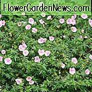 Geranium Sanguineum Var. Striatum, Bloody Cranesbill, Bloody Geranium, Geranium 'Prostratum', Geranium 'Lancastriense', Hardy Geranium, Rosa Geranium, Rosa Blommor