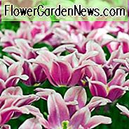 Tulipa Ballade, Tulip 'Ballade', Lily-Flowered Tulip 'Ballade', Lily-Flowering Tulip 'Ballade', Lily-Flowered Tulips, Spring Bulbs, Spring Flowers, Tulipe Ballade, Lily Flowered Tulip, Lily Flowering Tulip, Bicolor Tulip, Purple Tulp