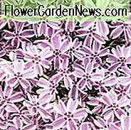 Phlox Subulata 'Candy Stripe', Phlox 'Candy Stripe', Alpine Phlox 'Candy Stripe', Moss Phlox 'Candy Stripe', Creeping phlox 'Candy Stripe', Pink Phlox, Alpine Phlox 'Candy Stripe', Moss Phlox 'Candy Stripe', Creeping Phlox 'Candy Stripe', Alpine P
