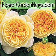 Rose Teasing Georgia, Rosa 'Teasing Georgia', Englische Rose 'Teasing Georgia', David Austin Rosen, Englische Rosen, Gelbe Rosen, Strauchrosen, Rosensträucher, Gartenrosen, duftende Rosen, Lieblingsrosen