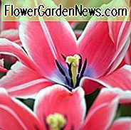 Tulipa Yonina, Tulpe 'Yonina', Lilienblumige Tulpe 'Yonina', Lilienblühende Tulpe 'Yonina', Lilienblumige Tulpen, Frühlingsblüten, Frühlingsblumen, Tulipe Yonina, Lilienblütige Tulpe, Spätsaison Tulpe, Späte Frühlings Tulpe, Pink Tulip, Frühlingszwiebeln Kombination