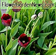 Tulipa Ronaldo, Tulpe 'Ronaldo', Triumph Tulpe 'Ronaldo', Triumph Tulpen, Frühlingsblumen, Frühlingsblumen, Tulipe Ronaldo, Lila Tulpen, Dunkle Tulpen, Tulipes Triomphe