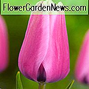Tulipa Capri, Tulpe 'Capri', Darwin Hybride Tulpe 'Capri', Darwin Hybride Tulpen, Frühlingszwiebeln, Frühlingsblumen, Tulipe Capri, Tulipes Darwin, Rote Tulpen, Mittelfrühling rote Tulpen