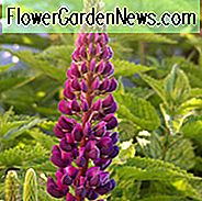 Lupinus 'Meisterwerk', Lupine 'Meisterwerk', Lupine 'Meisterwerk', Band der Edlen Serie, Russel Hybriden, Bicolor Blumen, Lila Blumen, Malvenblüten