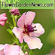 Verbascum 'Südlicher Charme', 'Südlicher Charme' Königskerze, Verbascum x hybrida 'Südlicher Charme