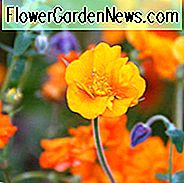 Geum 'Prinses Juliana', 'Prinses Juliana' Nelken, Orange Geum, Orange Nelken, Orangenblüten