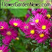 Aster Novae-Angliae 'September Ruby', Neuengland Aster 'September Ruby', Michaelis Daisy 'September Ruby', Symphyotrichum Novae-Angliae 'September Ruby', Aster 'September Ruby', Neuengland Aster 'Septemberrubin', Michaelis Daisy 'Septemberrubin ', Symphyotrichum Novae-Angliae' Septemberrubin '