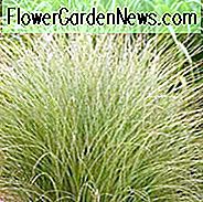 Miscanthus Sinensis 'Morning Light', Maiden Grass 'Morgenlicht', Eulalia 'Morning Light', Chinesisches Silbergras 'Morning Light', Japanisches Silbergras 'Morning Light', Trockenheitstolerante Pflanze, Ziergras Morgenlicht, Pflegeleichtes Gra