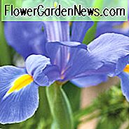 Iris Hollandica, Holländische Iris, Spätfrühlingsblüte, Frühsommerblüte, Iris Professor Blaauw, Blaue Iris, Lila Iris