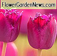 Tulipa Curly Sue, Tulpe 'Curly Sue', Fransen Tulip 'Curly Sue', Fransen Tulpen, Frühlingszwiebeln, Frühlingsblumen, Tulipe Curly Sue, lila Tulpen, Tulpen Dentelle