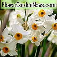 Narzissengeranie, Narzisse 'Geranie', Tazetta Narzisse 'Geranie', Frühlingszwiebeln, Frühlingsblumen, Mitte Frühlingszwiebel, Spätfrühlingszwiebel, Narzisse der mittleren Jahreszeit, Narzisse der späten Jahreszeit, wohlriechende Narzisse