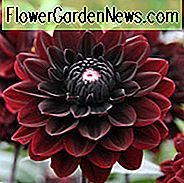 Dahlie 'Karma Choc', 'Karma Choc' Dahlie, Seerosen-Dahlien, schwarze Dahlien, schwarze Dahlien, Dahlienknollen, Dahlienknollen, Dahlien, Dahlien, Sommerzwiebeln