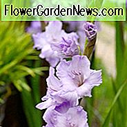 Schwert Lily 'Milka', Gladiola 'Milka', Gladioli Milka, Glaieul Milka, Lavendel Froh, lila Schwert Lily