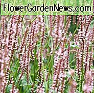 Persicaria Amplexicaulis 'Rosea', Bergvlies 'Rosea', Knöterich 'Rosea', Bistort 'Rosea', Polygonum Amplexicaule