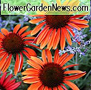 Sonnenhut 'Sundown', Echinacea 'Sundown', Sonnenhut Sonnenhut, Echinacea Großer Himmel Sonnenuntergangs, Orangen Sonnenhut, Sonnenhut, Kegelblumen, Duftende Stauden, Trockenheit tolerant Stauden