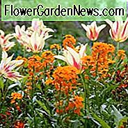 Tulipa Mona Lisa, Tulpe 'Mona Lisa', Lilien-blühende Tulpe 'Mona Lisa', Lilien-blühende Tulpe 'Mona Lisa', Lilien-blühende Tulpen, Frühlings-Zwiebeln, Frühlingsblumen, Tulpe Mona Lisa, Lilien-geblühte Tulpe, gelbe Tulpe, Rote Tulpe, zweifarbige Tulpe
