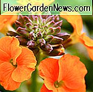 Erysimum 'Aprikose Twist', Mauerblümchen 'Aprikose Twist', Erysimum 'Aprikosen Freude', Mauerblümchen 'Aprikosen Freude', Erysimum x Marshallii 'Aprikosen Freude', orange Mauerblümchen, orange Erysimum