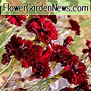Dianthus caryophyllus