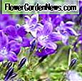 Lavandula x Intermedia Grosso, Lavendel 'Grosso', Lavandin 'Grosso', Fat Spike Lavendel 'Grosso', Purpurblüten, Trockentolerante Pflanze, Sommerblüten, Deer resistente Pflanzen, duftende Blüten