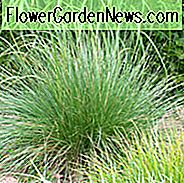 Festuca Mairei, Atlasschwingel, Immergrünes Gras, Wiesengras,