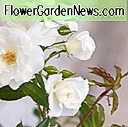 Rose 'Eisberg', Rosa 'Eisberg', Floribunda Rose 'Eisberg', Cluster Rose 'Eisberg', Rosa 'Korbin', Rosa 'Fee des Neiges', Rosa 'Schneewittchen', Weiße Rosen, sehr duftende Rosen, Strauchrosen, Rose Büsche, Kletterrosen, Gartenrosen
