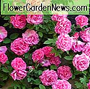 Rose 'Zéphirine Drouhin
